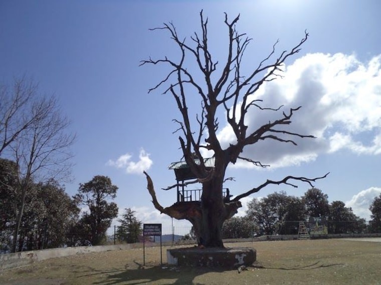 Chail Cricket Ground-4